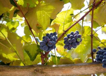 Benefícios surpreendentes da uva roxa que poucos conhecem