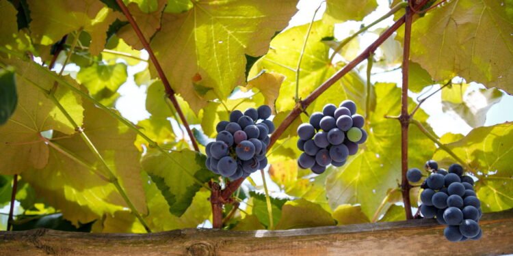 Efeito anti-inflamatório nas artérias - Créditos: depositphotos.com / ElenaSeiryk