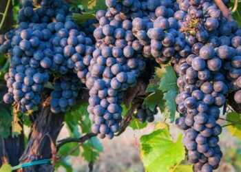 As 10 frutas mais consumidas no Brasil e como plantá-las em casa