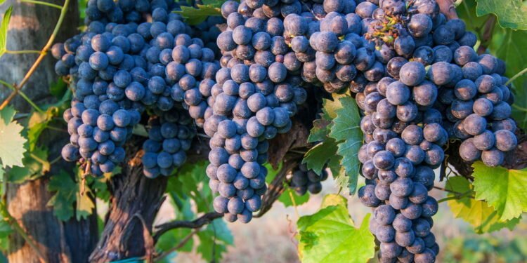 As 10 frutas mais consumidas no Brasil e como plantá-las em casa