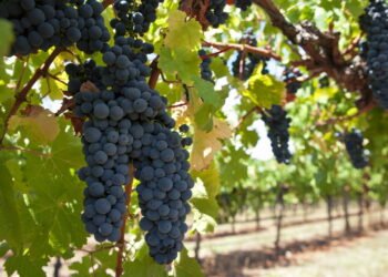 Saiba como colher uvas roxas no ponto certo e garantir sabor irresistível