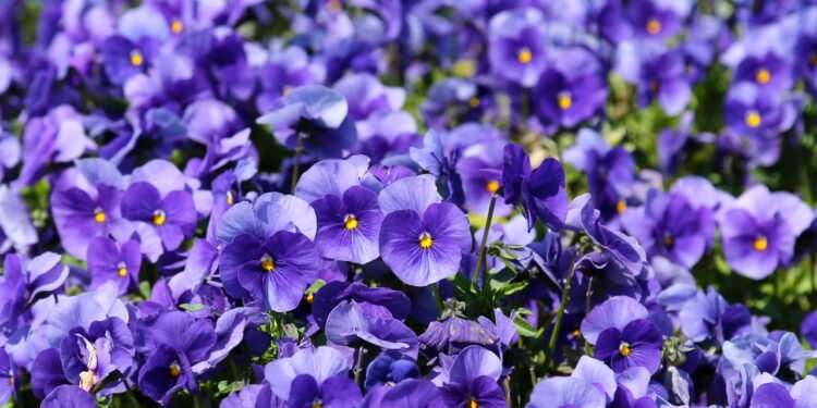 Essa é a melhor planta para ter em casa no inverno, veja detalhes