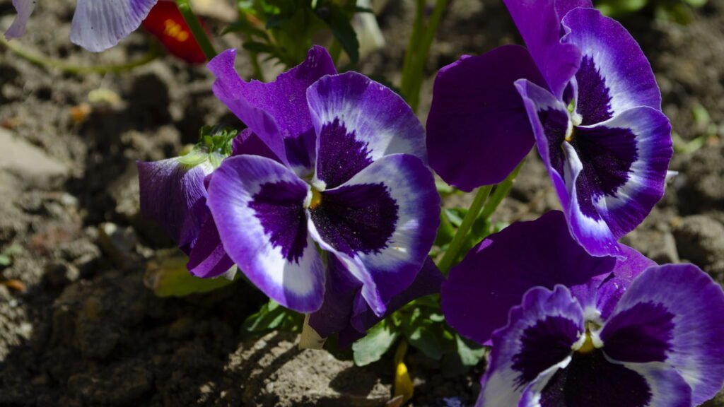 Essa é a melhor planta para ter em casa no inverno, veja detalhes