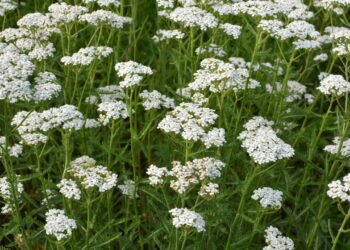 As 4 plantas que afastam carrapatos do jardim da sua casa