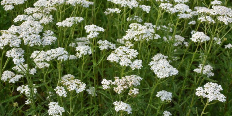 As 4 plantas que afastam carrapatos do jardim da sua casa