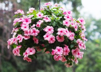 A planta que floresce o ano inteiro mesmo com poucos cuidados