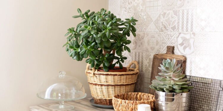 Planta de Jade - Créditos: depositphotos.com / photo_story