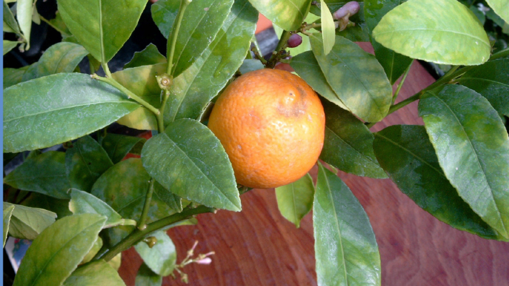 Você vai se apaixonar pelo aroma e sabor do limão bergamota, plante em casa!