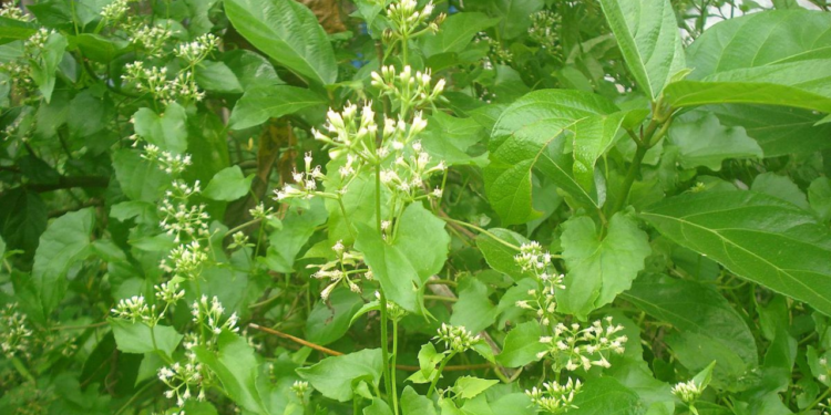 Guaco // Reprodução: Wikipédia