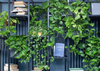 O cuidado mais importante com suas plantas durante o frio intenso