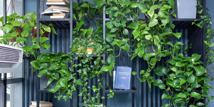 Jiboia - Créditos: depositphotos.com / Farhadib