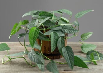 Jiboia, planta que purifica o ar e decora o ambiente