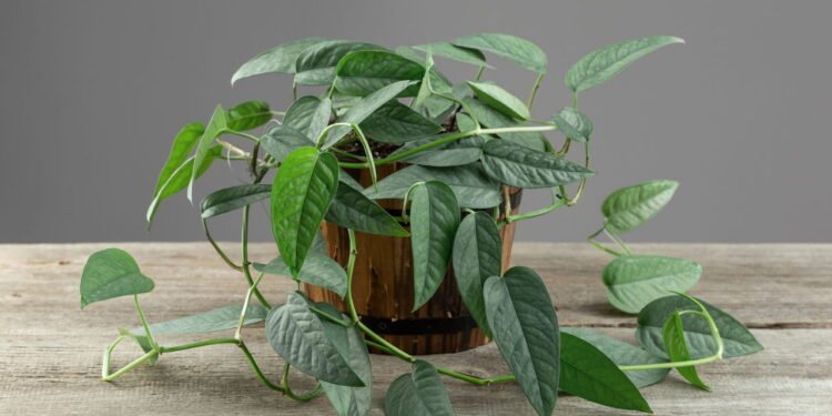 Jiboia - Créditos: depositphotos.com / AnSyvan