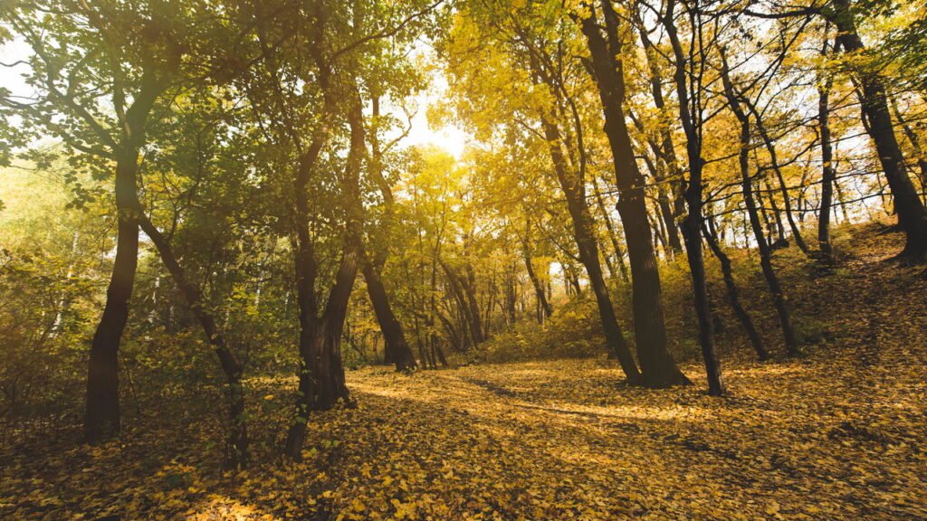 O que sua estação favorita revela sobre você segundo a ciência