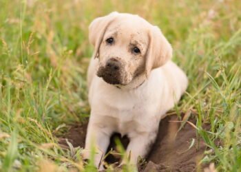 Como saber se seu cachorro sente saudade de você quando sai, segundo especialistas