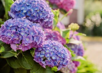 O segredo das hortênsias que florescem mais de uma vez por ano