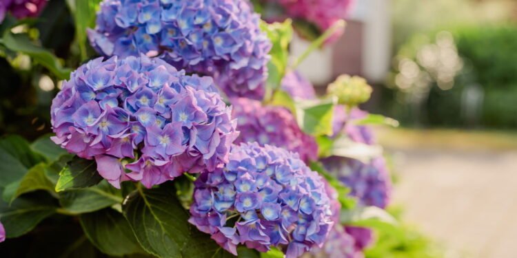 O segredo das hortênsias que florescem mais de uma vez por ano