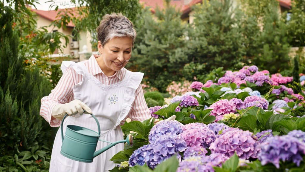 O segredo das hortênsias que florescem mais de uma vez por ano