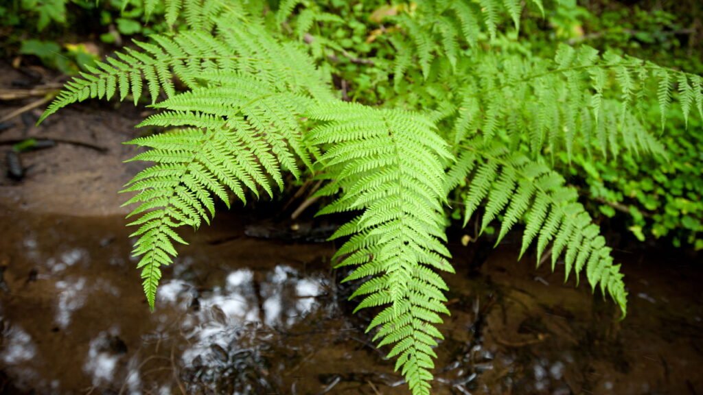 Aprenda como cuidar da samambaia e deixá-la sempre verde e saudável