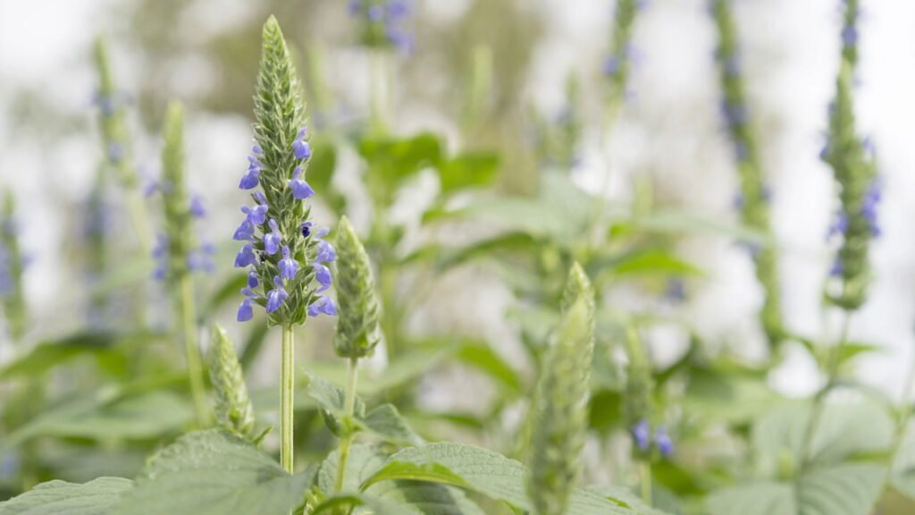 A semente poderosa que controla o colesterol e o açúcar no sangue