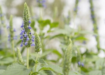 A semente poderosa que controla o colesterol e o açúcar no sangue