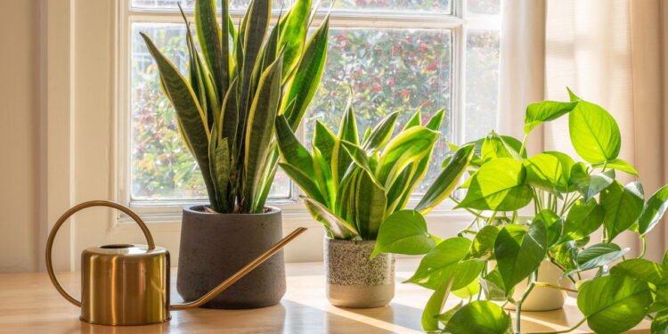 Evite essas plantas dentro de casa, elas podem afetar seu bem-estar