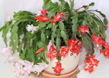 Por que sua flor-de-maio não floresce e o que fazer para mudar isso