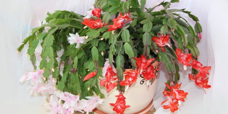 Por que sua flor-de-maio não floresce e o que fazer para mudar isso