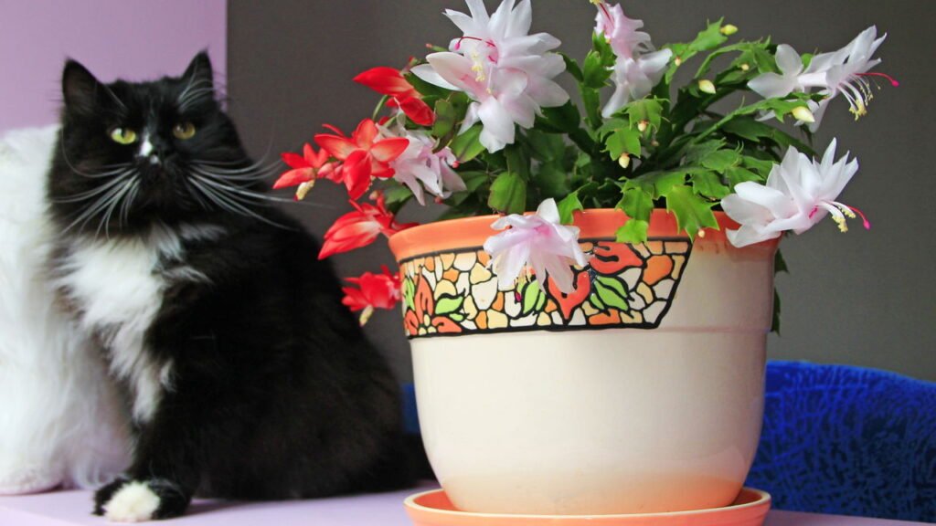 Por que sua flor-de-maio não floresce e o que fazer para mudar isso