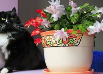 Por que sua flor-de-maio não floresce e o que fazer para mudar isso