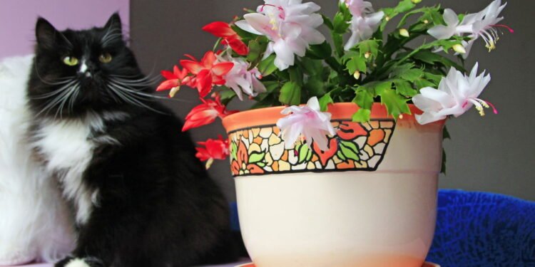 Por que sua flor-de-maio não floresce e o que fazer para mudar isso