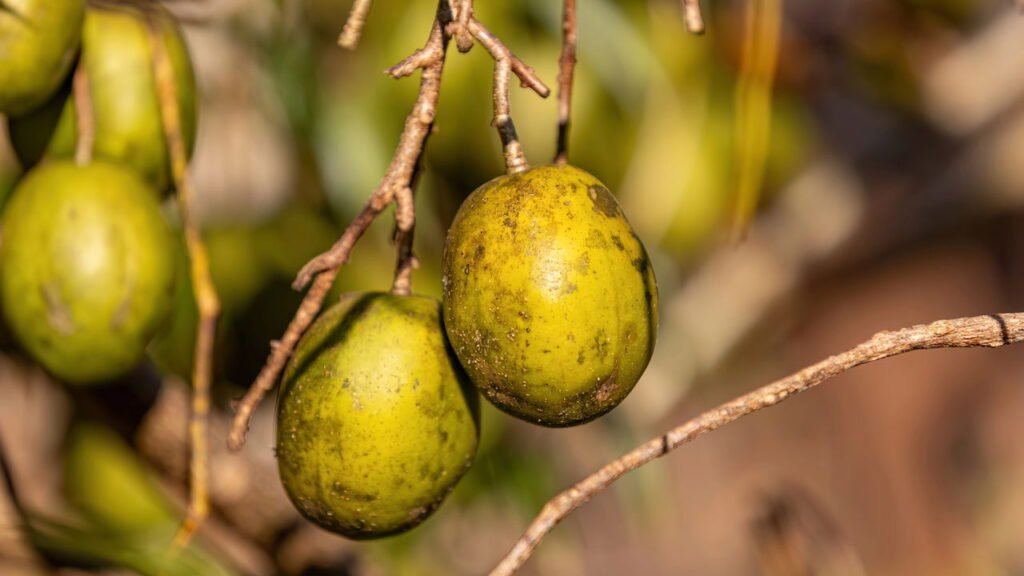 Conheça os benefícios do cajá e como plantar essa fruta deliciosa em casa