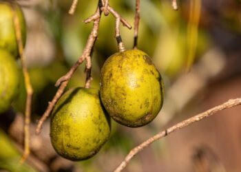 Conheça os benefícios do cajá e como plantar essa fruta deliciosa em casa