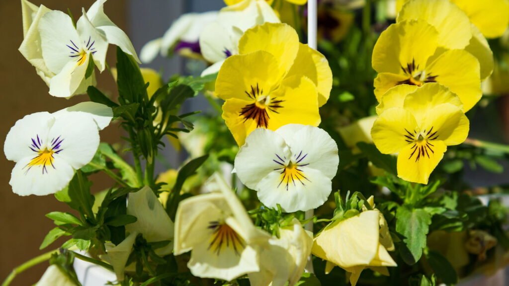 As melhores flores para cultivar no inverno e manter a beleza do jardim