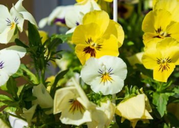 As melhores flores para cultivar no inverno e manter a beleza do jardim