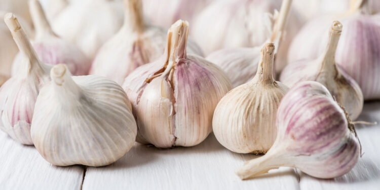5 passos simples para ter alho fresco direto do seu quintal