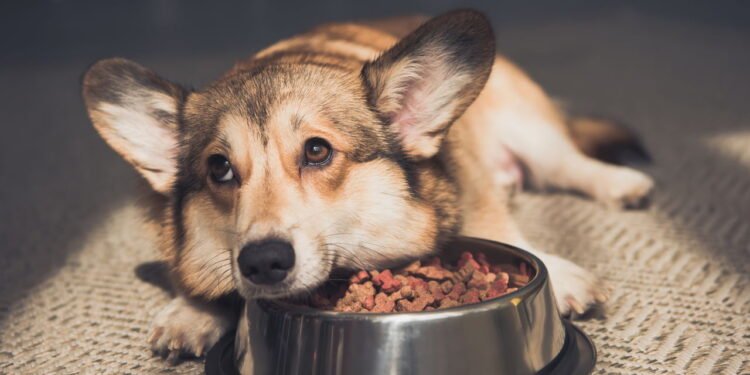 7 frutas que seu cão pode comer e 3 que deve evitar sempre