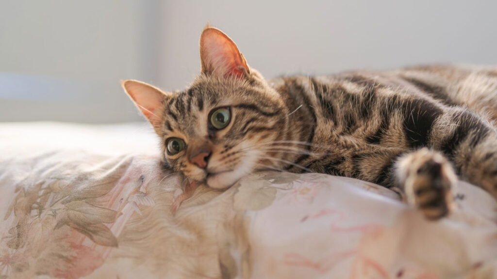 Como impedir seu pet de fazer xixi no lugar errado