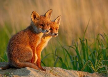 Qual animal te representa, de acordo com seu ano de nascimento