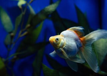 Bolhas no aquário? Saiba o que significam e como agir