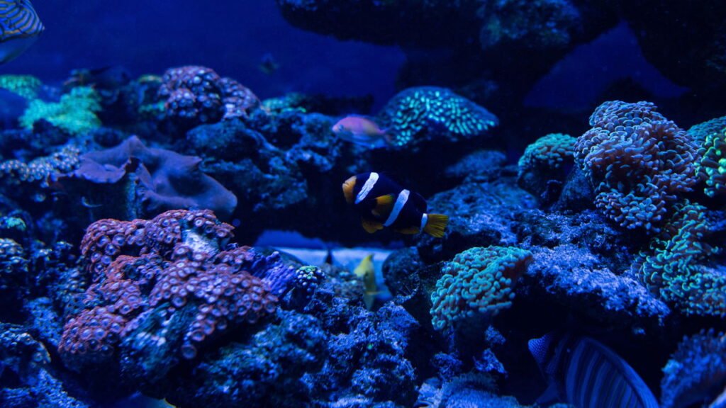 Bolhas no aquário? Saiba o que significam e como agir