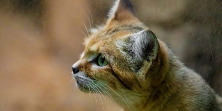 O melhor lugar da casa para colocar a caixa de areia do seu gato