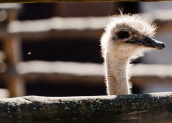 Essa ave tem garras de 12 cm e um comportamento assustador