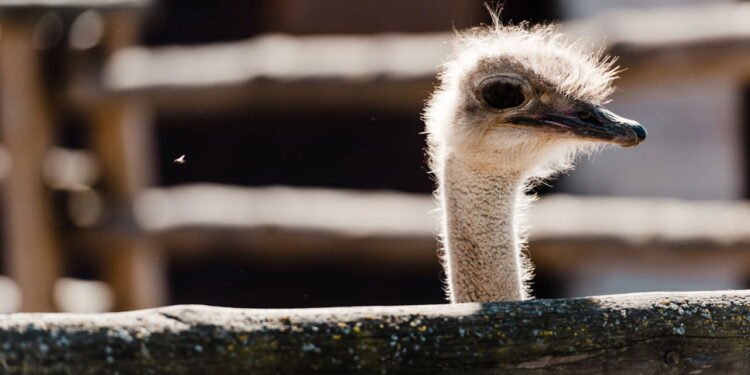 Essa ave tem garras de 12 cm e um comportamento assustador
