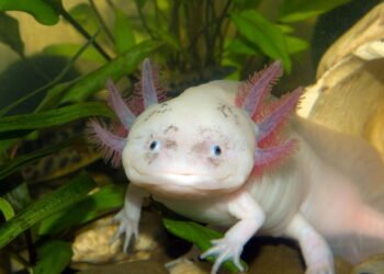 Conheça o anfíbio que pode reconstruir seu corpo e desafia a ciência