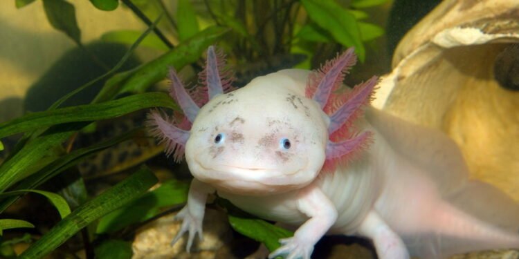 Conheça o anfíbio que pode reconstruir seu corpo e desafia a ciência