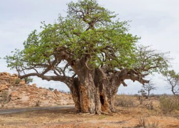 A árvore mais resistente do mundo armazena até 140 mil litros de água