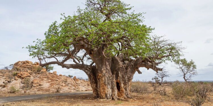 A árvore mais resistente do mundo armazena até 140 mil litros de água
