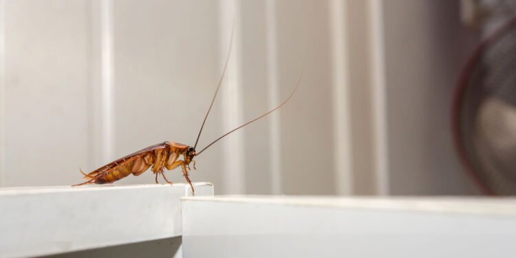 Essa mistura caseira está fazendo as baratas sumirem sem veneno