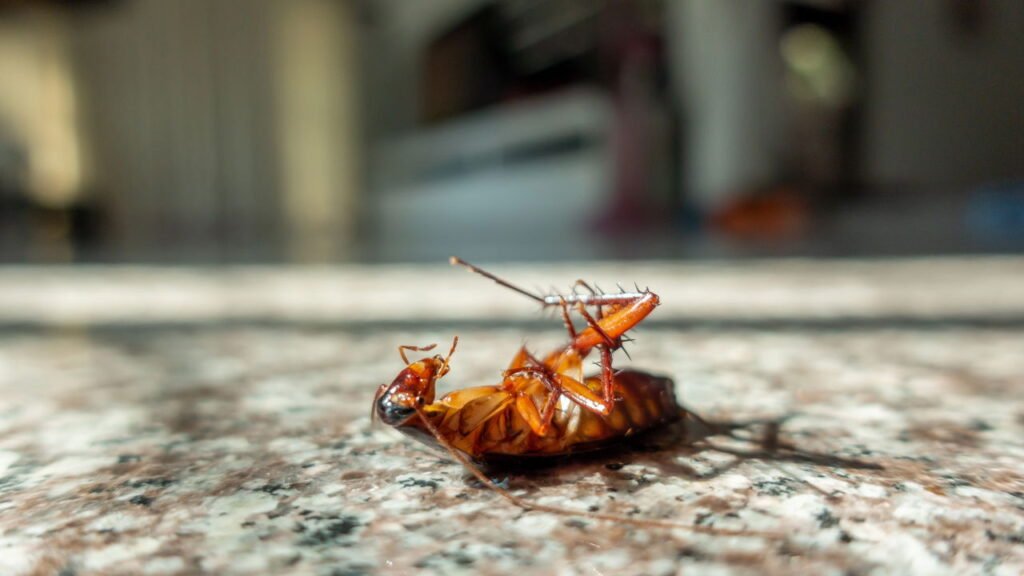 Você nunca mais vai ver baratas em casa depois de testar isso